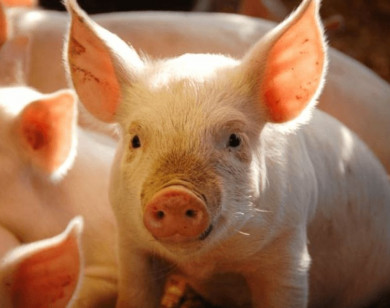 Giá heo hơi ngày 4/2/2026: Miền Bắc và Trung đồng loạt giảm giá