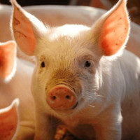 Giá heo hơi ngày 4/2/2026: Miền Bắc và Trung đồng loạt giảm giá