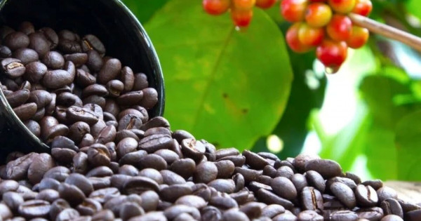 Giá nông sản ngày 5/2/2026: Cà phê giảm mạnh, hồ tiêu đi ngang