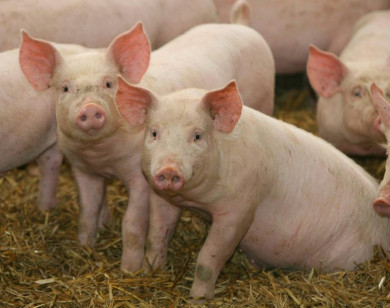 Giá heo hơi ngày 5/2/2026: Tiếp tục giảm nhẹ tại 3 miền