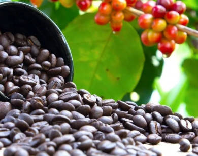 Giá nông sản ngày 5/2/2026: Cà phê giảm mạnh, hồ tiêu đi ngang