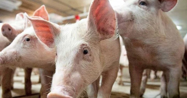Giá heo hơi ngày 6/2/2026: Đồng loạt hạ nhiệt