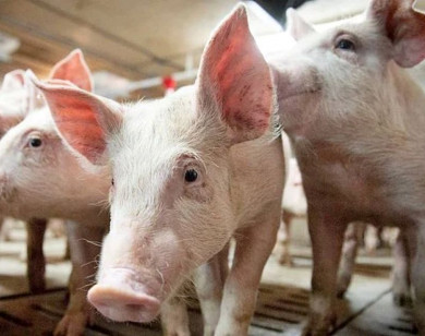 Giá heo hơi ngày 6/2/2026: Đồng loạt hạ nhiệt