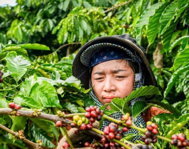 Giá nông sản ngày 6/2/2026: Cà phê tiếp tục giảm, hồ tiêu duy trì ổn định