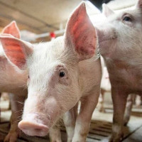 Giá heo hơi ngày 6/2/2026: Đồng loạt hạ nhiệt