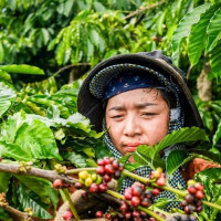 Giá nông sản ngày 6/2/2026: Cà phê tiếp tục giảm, hồ tiêu duy trì ổn định