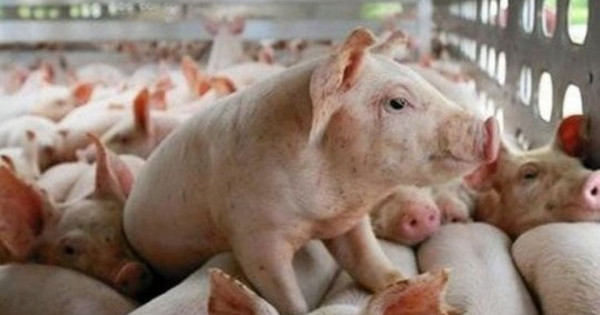 Giá heo hơi ngày 7/2/2026: Đà giảm lan rộng cả 3 miền