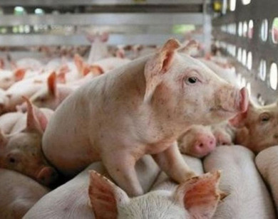 Giá heo hơi ngày 7/2/2026: Đà giảm lan rộng cả 3 miền