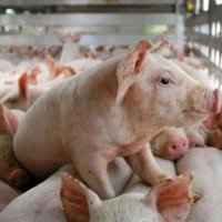 Giá heo hơi ngày 7/2/2026: Đà giảm lan rộng cả 3 miền