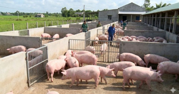 Giá heo hơi ngày 9/2/2026: Đồng loạt hạ nhiệt trên diện rộng