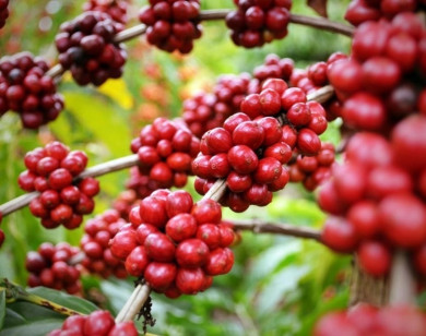 Giá nông sản ngày 9/2/2026: Cà phê và hồ tiêu đồng loạt đi ngang