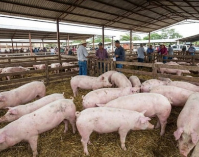 Giá heo hơi ngày 10/2/2026: Duy trì ổn định trên cả nước
