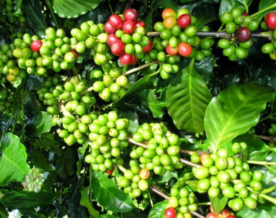 Giá nông sản ngày 10/2/2026: Cà phê tăng trở lại, hồ tiêu duy trì ổn định