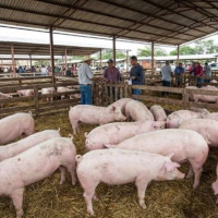 Giá heo hơi ngày 10/2/2026: Duy trì ổn định trên cả nước