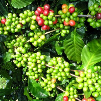 Giá nông sản ngày 10/2/2026: Cà phê tăng trở lại, hồ tiêu duy trì ổn định