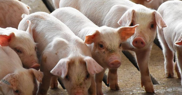 Giá heo hơi ngày 11/2/2026: Tiếp tục giữ mức cao