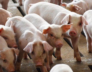 Giá heo hơi ngày 11/2/2026: Tiếp tục giữ mức cao