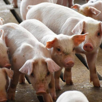 Giá heo hơi ngày 11/2/2026: Tiếp tục giữ mức cao