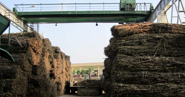 Hàng loạt báo cáo "mất tích" tại Mía đường Sơn Dương, doanh nghiệp bị phạt nặng