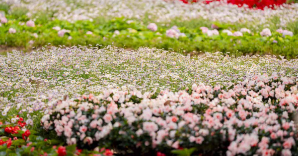 Công viên số 1 Lý Thái Tổ: Sự giao thoa giữa di sản biệt thự cổ và không gian chữa lành hiện đại