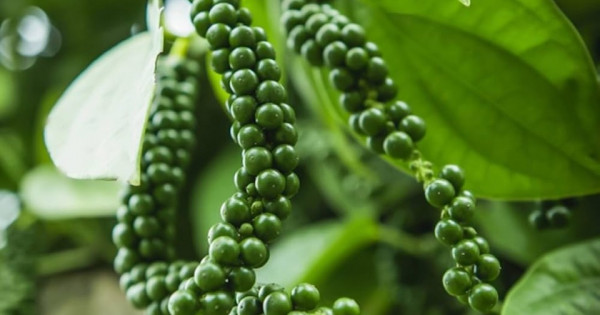 Giá nông sản ngày 12/2/2026: Giá cà phê quay đầu giảm mạnh, hồ tiêu tái lập mốc 151.000 đồng/kg