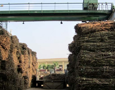 Hàng loạt báo cáo "mất tích" tại Mía đường Sơn Dương, doanh nghiệp bị phạt nặng