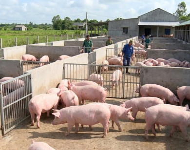 Giá heo hơi ngày 12/2/2026: Sức mua tăng vọt, thị trường giữ giá cao trên 70.000 đồng/kg