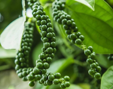 Giá nông sản ngày 12/2/2026: Giá cà phê quay đầu giảm mạnh, hồ tiêu tái lập mốc 151.000 đồng/kg