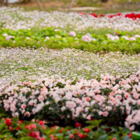 Công viên số 1 Lý Thái Tổ: Sự giao thoa giữa di sản biệt thự cổ và không gian chữa lành hiện đại