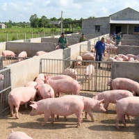 Giá heo hơi ngày 12/2/2026: Sức mua tăng vọt, thị trường giữ giá cao trên 70.000 đồng/kg