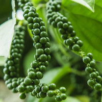 Giá nông sản ngày 12/2/2026: Giá cà phê quay đầu giảm mạnh, hồ tiêu tái lập mốc 151.000 đồng/kg