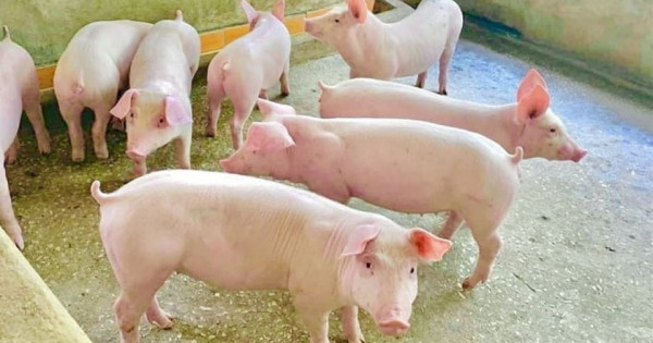 Giá heo hơi ngày 13/2/2026: "Đứng yên" nhờ sự điều tiết của doanh nghiệp