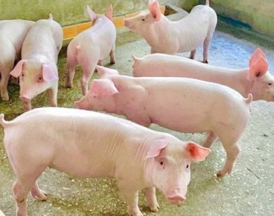 Giá heo hơi ngày 13/2/2026: "Đứng yên" nhờ sự điều tiết của doanh nghiệp