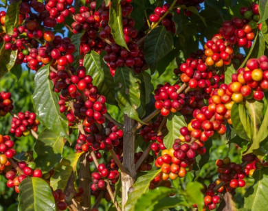 Giá nông sản ngày 13/2/2026: Cà phê tăng nhẹ, hồ tiêu đảo chiểu giảm