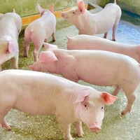 Giá heo hơi ngày 13/2/2026: 