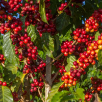 Giá nông sản ngày 13/2/2026: Cà phê tăng nhẹ, hồ tiêu đảo chiểu giảm