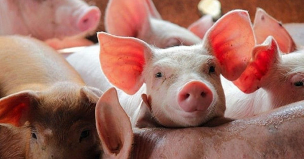 Giá heo hơi ngày 14/2/2026: Duy trì ổn định