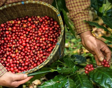 Giá nông sản ngày 14/2/2026: Cà phê tiếp tục tăng mạnh, hồ tiêu giảm nhẹ