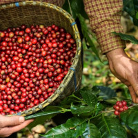 Giá nông sản ngày 14/2/2026: Cà phê tiếp tục tăng mạnh, hồ tiêu giảm nhẹ