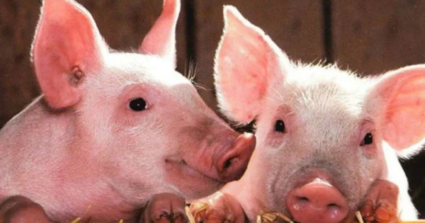 Giá heo hơi ngày 15/2/2026: Đi ngang trên diện rộng