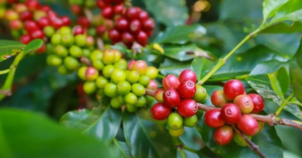 Giá nông sản ngày 15/2/2026: Cà phê tăng giá mạnh, hồ tiêu đi ngang