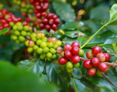 Giá nông sản ngày 15/2/2026: Cà phê tăng giá mạnh, hồ tiêu đi ngang