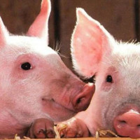 Giá heo hơi ngày 15/2/2026: Đi ngang trên diện rộng