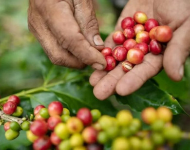 Giá nông sản ngày 16/2/2026: Cà phê tăng mạnh trước kỳ nghỉ lễ