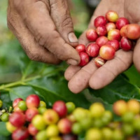 Giá nông sản ngày 16/2/2026: Cà phê tăng mạnh trước kỳ nghỉ lễ