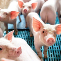 Giá heo hơi ngày 17/2/2026: Có xu hướng giảm nhẹ