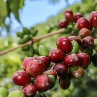 Giá nông sản ngày 17/2/2026: Cà phê và hồ tiêu cùng neo ở mức cao