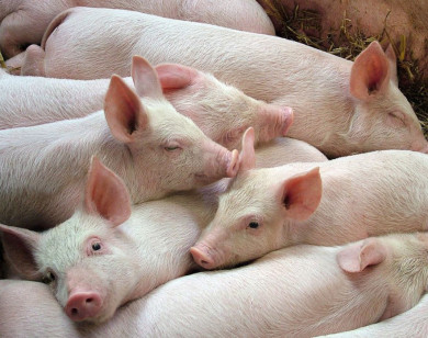 Giá heo hơi ngày 18/2/2026: Tiếp tục đi ngang trên cả nước