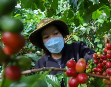 Giá nông sản ngày 18/2/2026: Cà phê phục hồi nhẹ, hồ tiêu neo ở mức cao