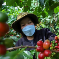 Giá nông sản ngày 18/2/2026: Cà phê phục hồi nhẹ, hồ tiêu neo ở mức cao